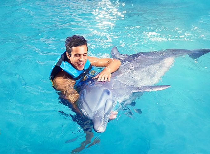 Dolphin Encounter