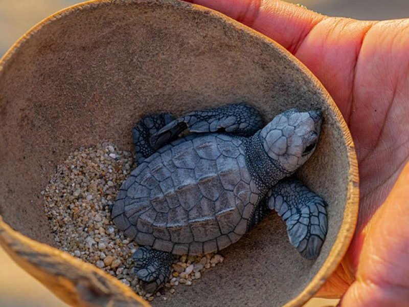 Liberación de Tortugas