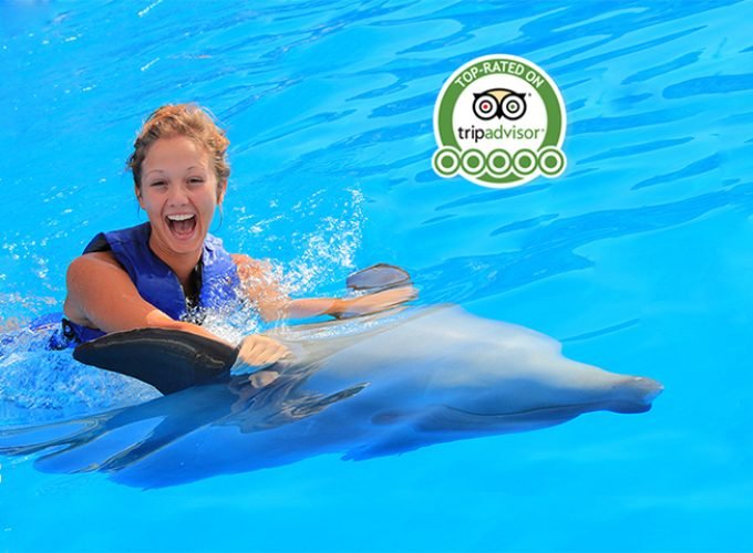 Aventura con Delfines