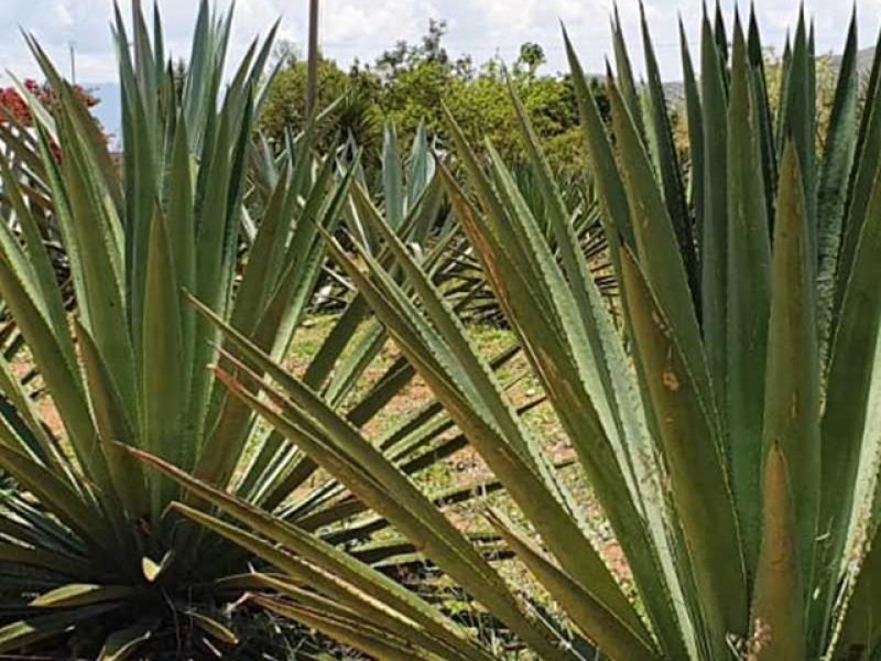 Maestro Mezcalero