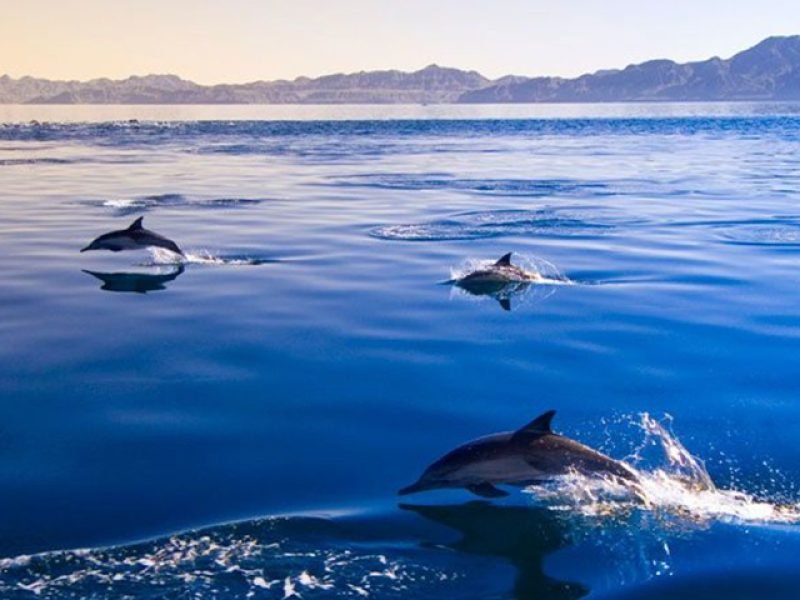 Amanecer con Estrellas y Delfines