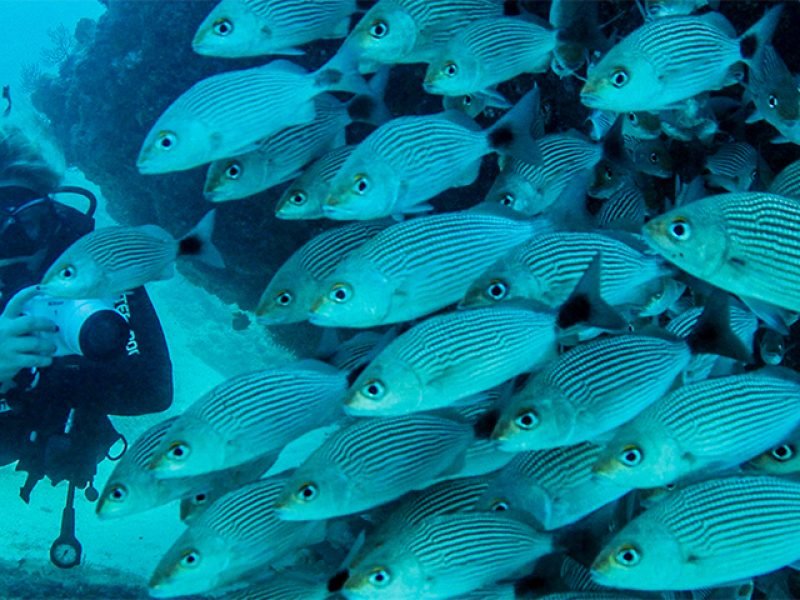 Buceo Privado en El Chimo