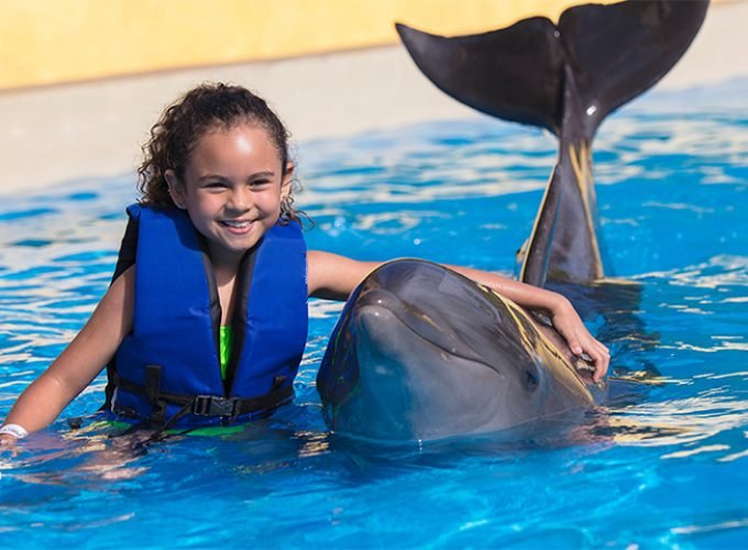 Delfines Para Niños