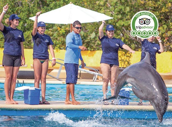 Entrenador De Delfines Por Un Dia
