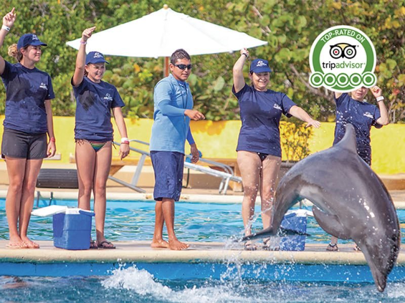 Entrenador De Delfines Por Un Dia