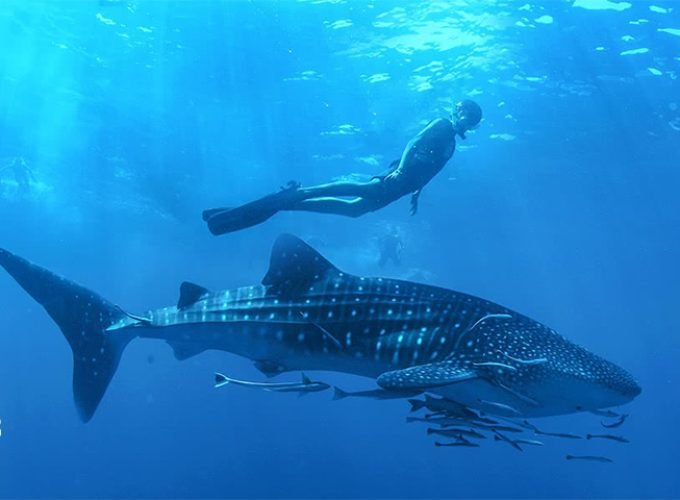 Nado con Tiburon Ballena