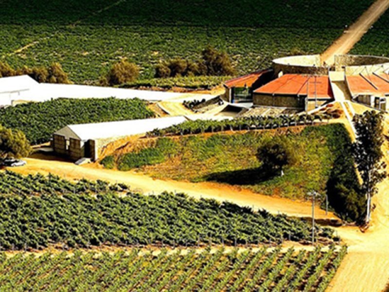 Vive la Ruta del Vino en Valle de Guadalupe, la «Capital del Vino Mexicano»