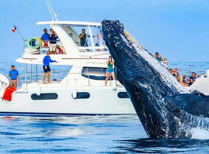 Avistamiento de Ballenas Todo Incluido