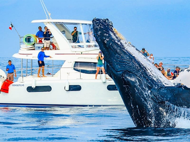 Avistamiento de Ballenas Todo Incluido