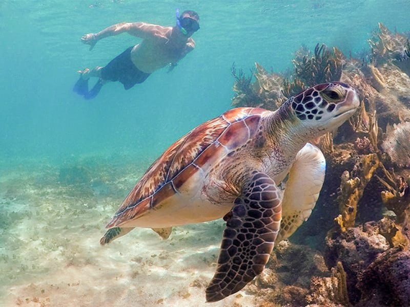 Cenotes Tortugas y Club de Playa