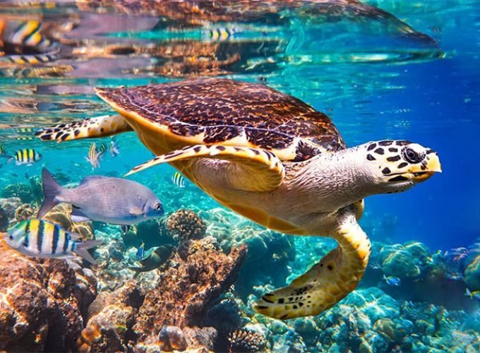 Snorkel en Cabo Pulmo