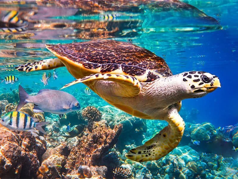 Snorkel en Cabo Pulmo