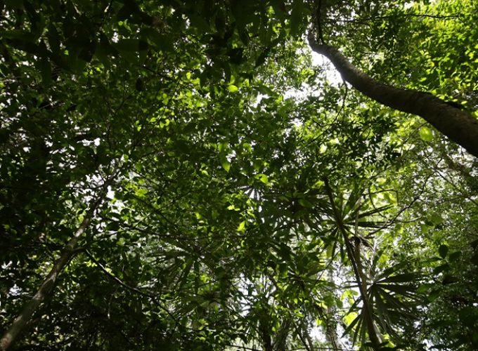 Caminata en la Selva Lacandona