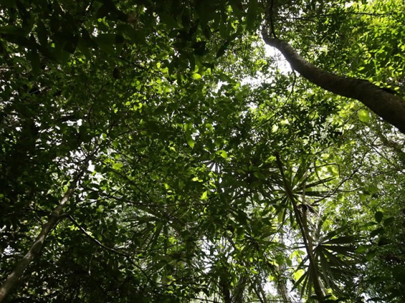 Caminata en la Selva Lacandona