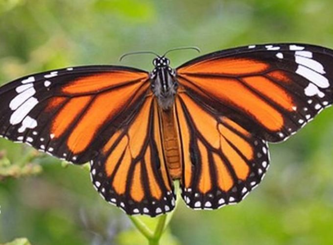 Santuario de Mariposa Monarca