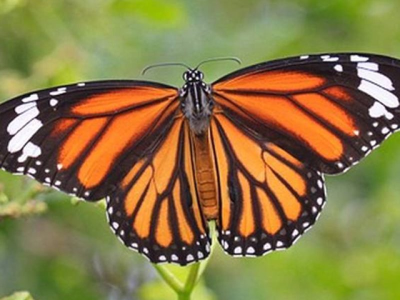 Santuario de Mariposa Monarca