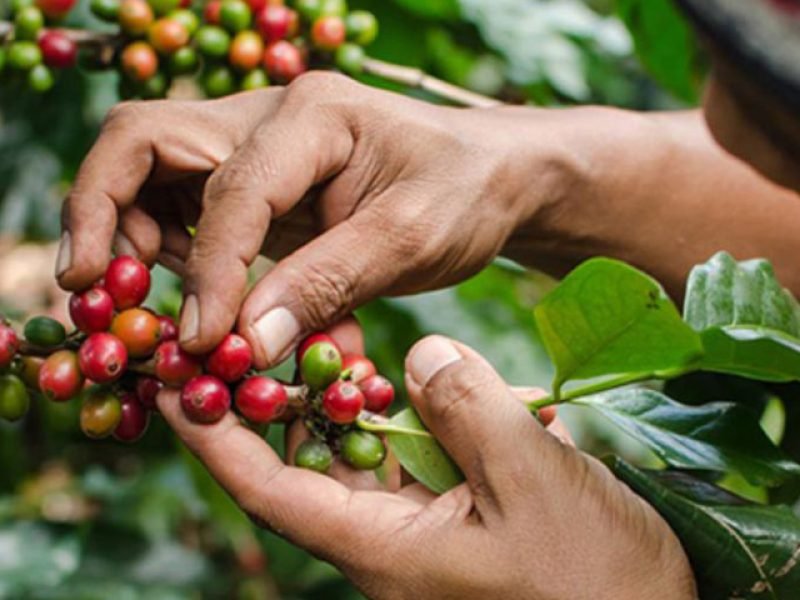 Ruta del Café en Tlatlauquitepec