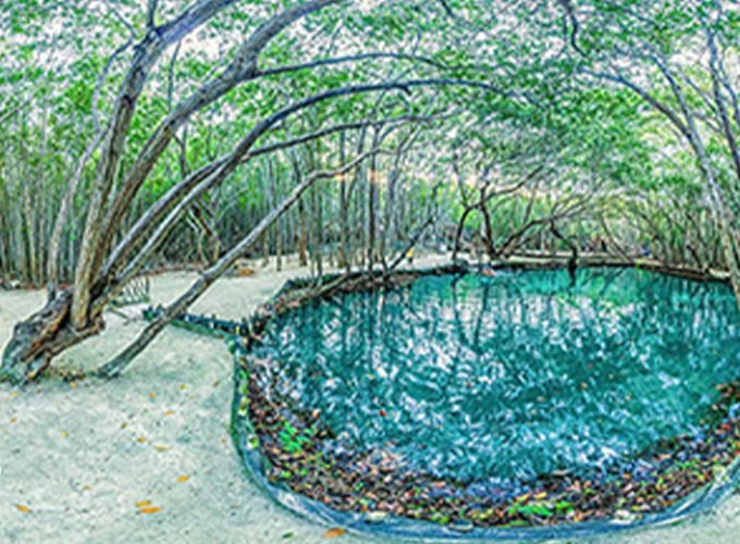 Reserva Natural de Cenotes El Corchito y Playa