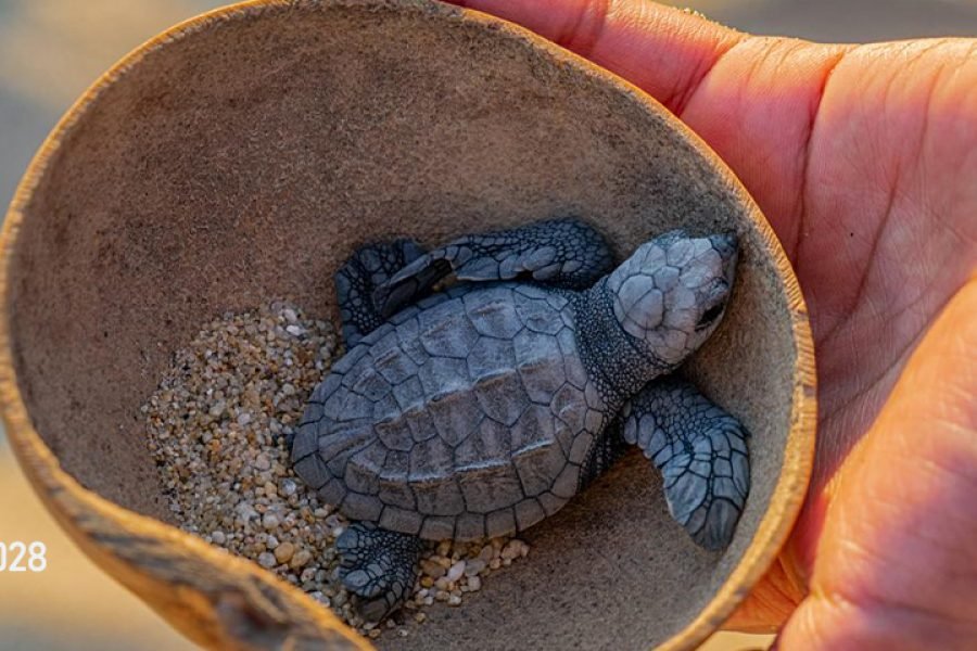 Liberación de Tortugas