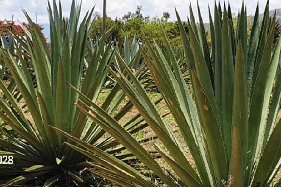 Maestro Mezcalero