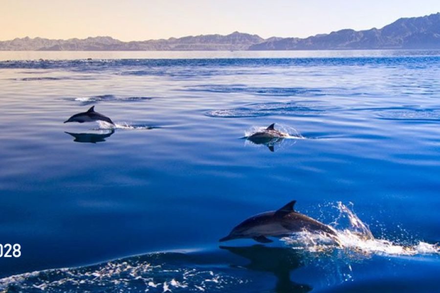 Amanecer con Estrellas y Delfines