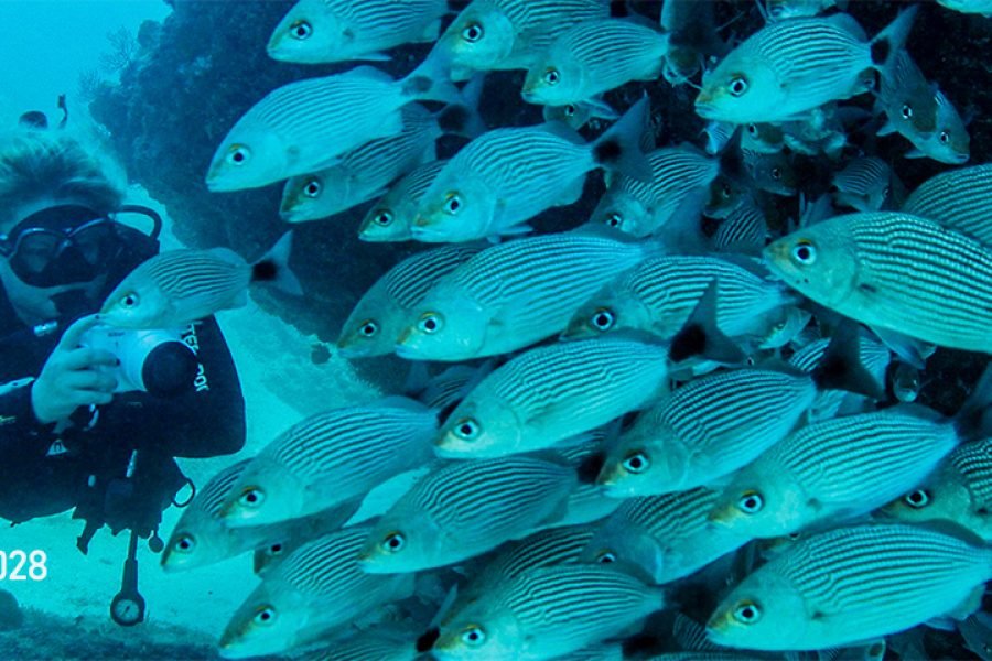 Buceo Privado en El Chimo