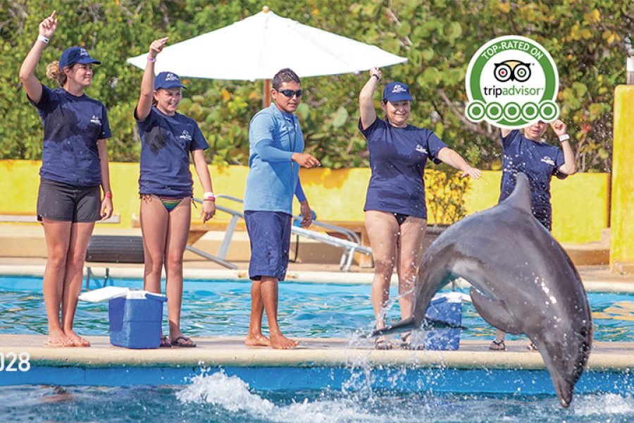 Entrenador De Delfines Por Un Dia