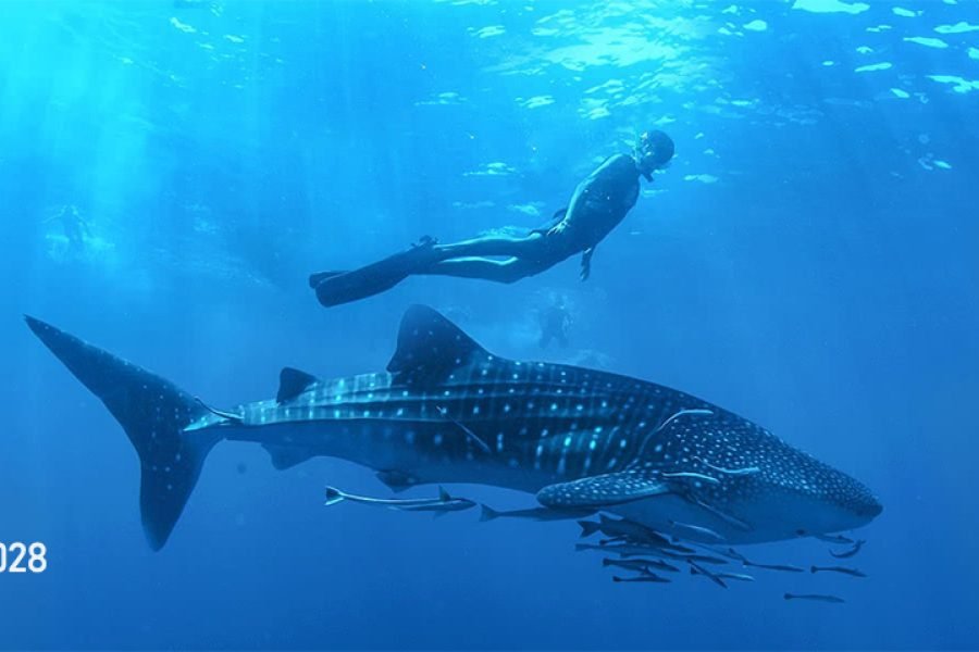 Nado con Tiburon Ballena