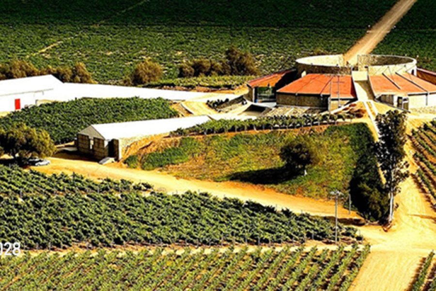 Vive la Ruta del Vino en Valle de Guadalupe, la «Capital del Vino Mexicano»