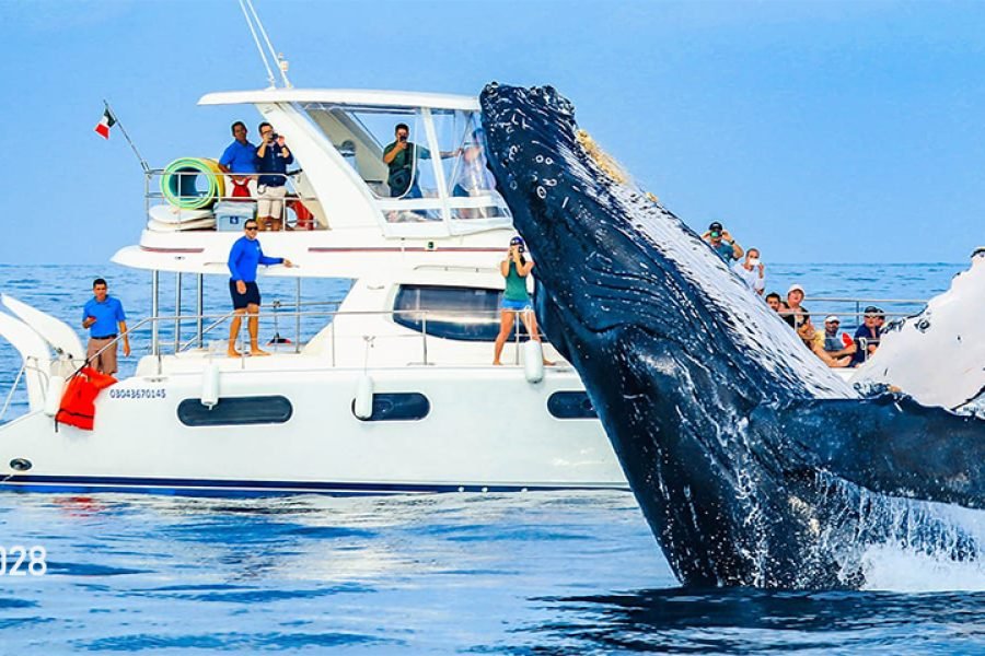 Avistamiento de Ballenas Todo Incluido