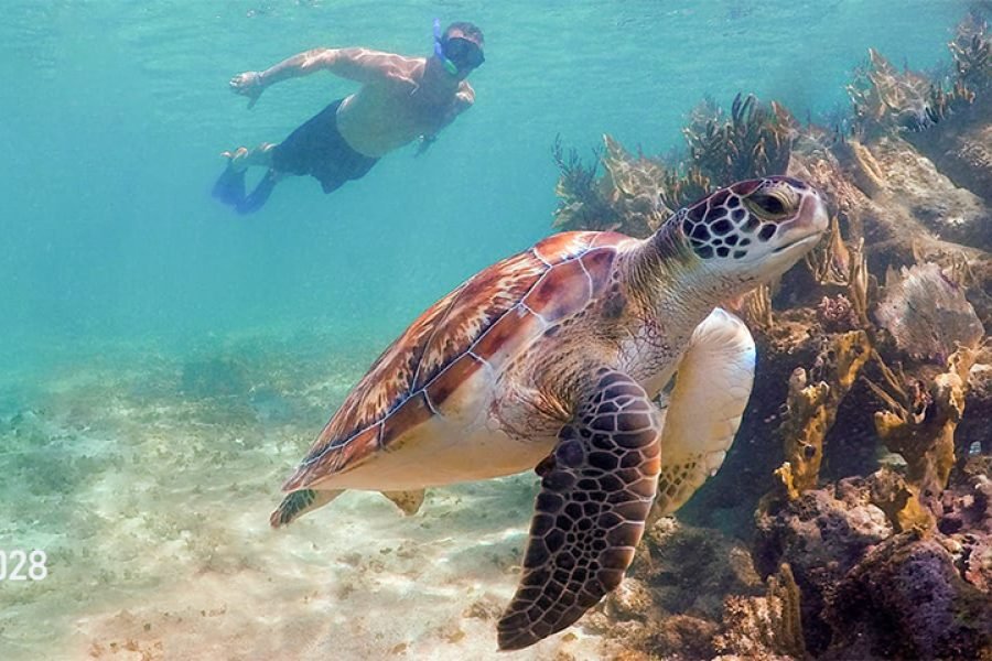 Cenotes Tortugas y Club de Playa