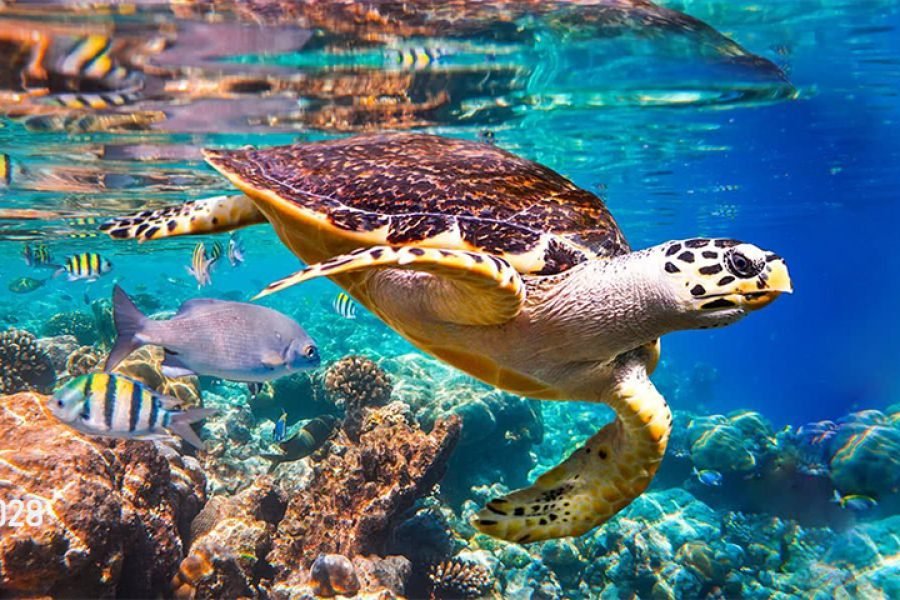 Snorkel en Cabo Pulmo