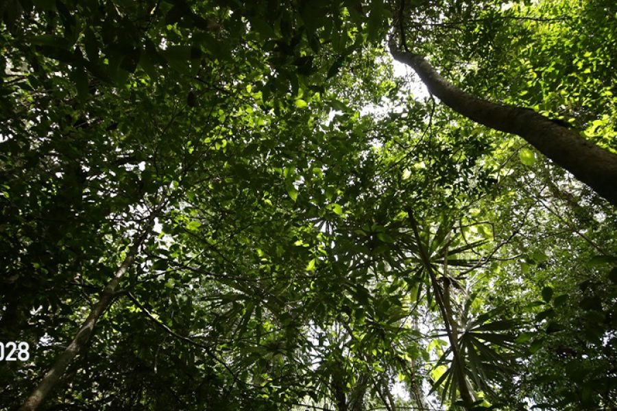 Caminata en la Selva Lacandona