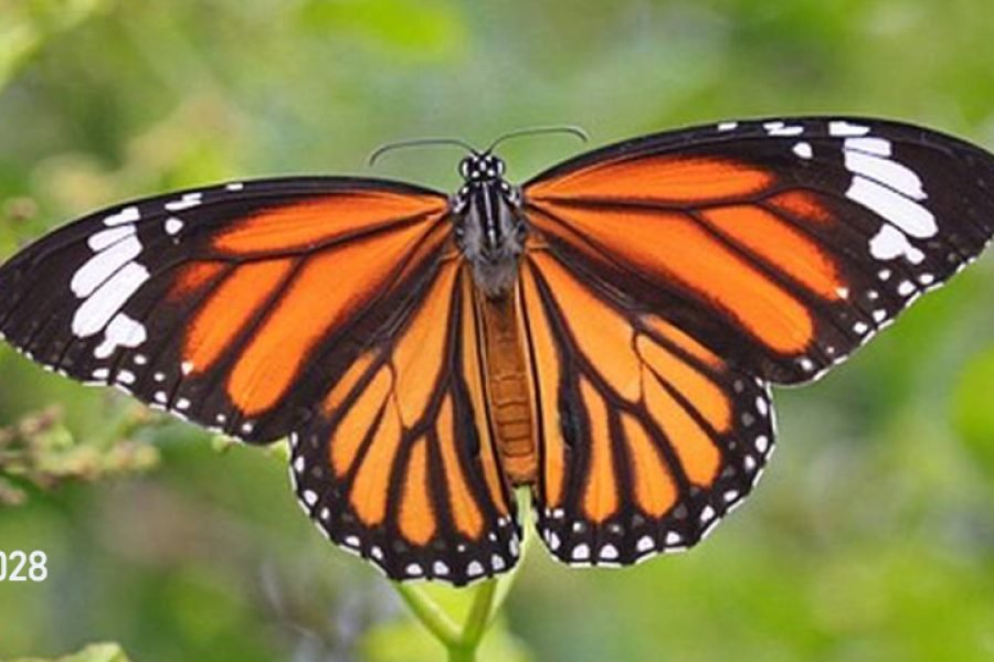 Santuario de Mariposa Monarca