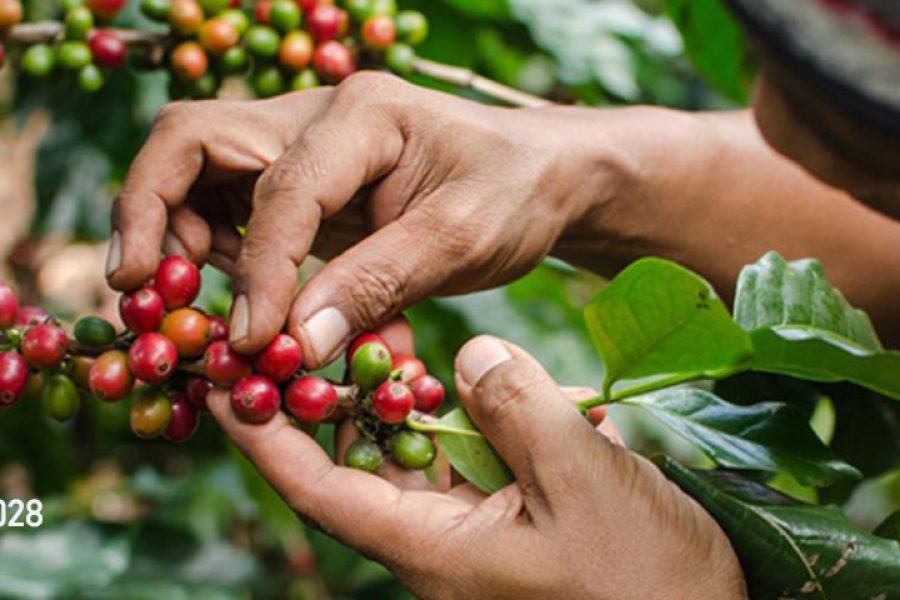 Ruta del Café en Tlatlauquitepec