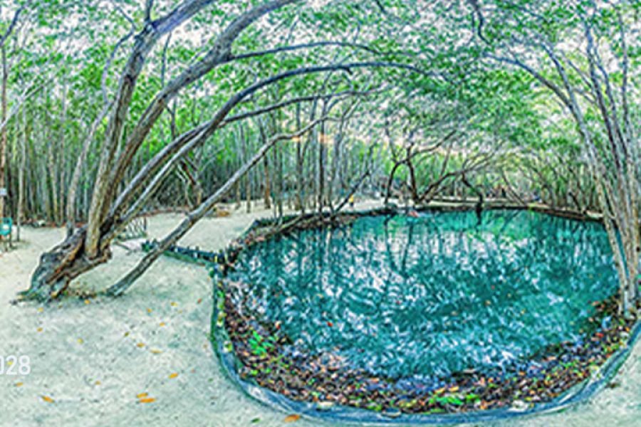 Reserva Natural de Cenotes El Corchito y Playa