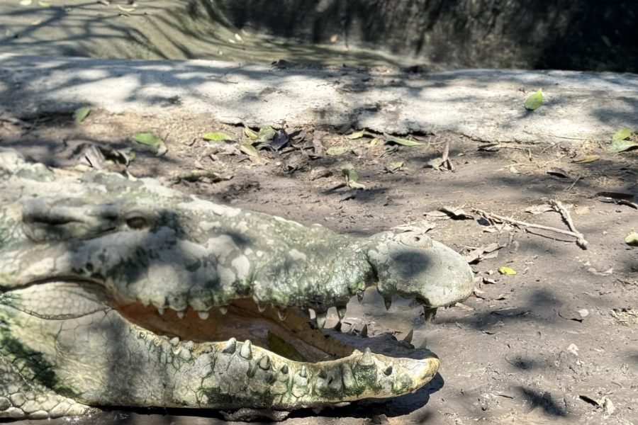 Santuario de Cocodrilos y Zoologico de Vallarta